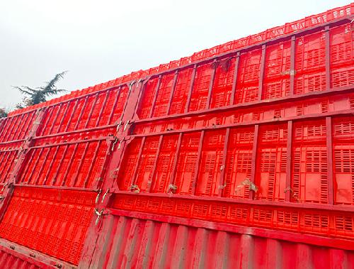 洛阳水果筐批发