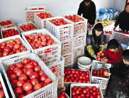 洛阳塑料筐批发-应用